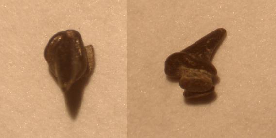 Dentini di squalo pliocenici